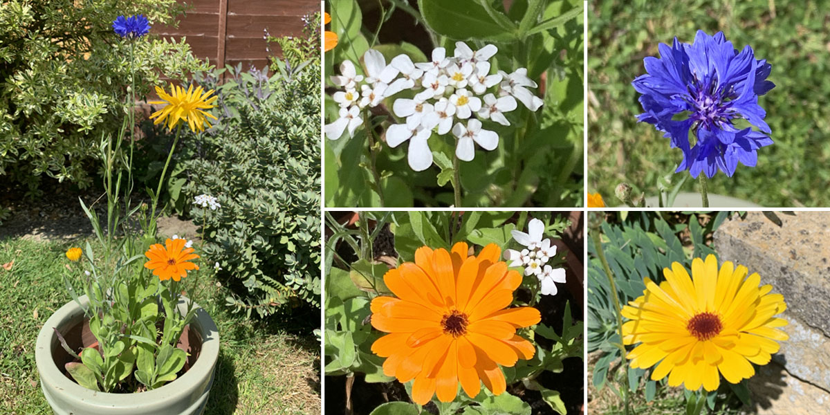 These are a random of selection of our seeds that we have germinated and are now growing in our garden